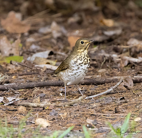 Swainson's Thrush