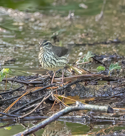 Northern Waterthrush