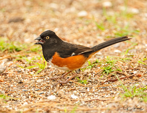 Eastern Towhee (M)