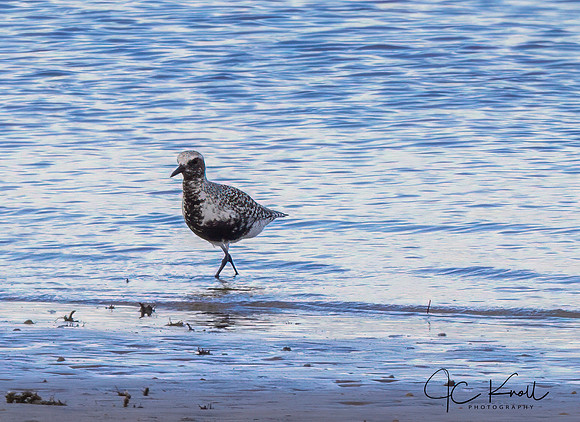 Black-bellied Plover