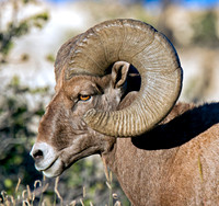 Bighorn Sheep