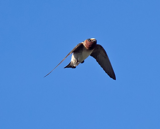 Cliff Swallow