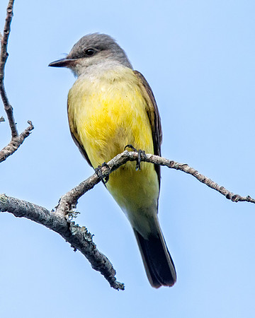 Western Kingbird
