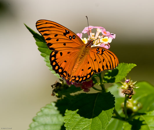 Gulf Fritillary