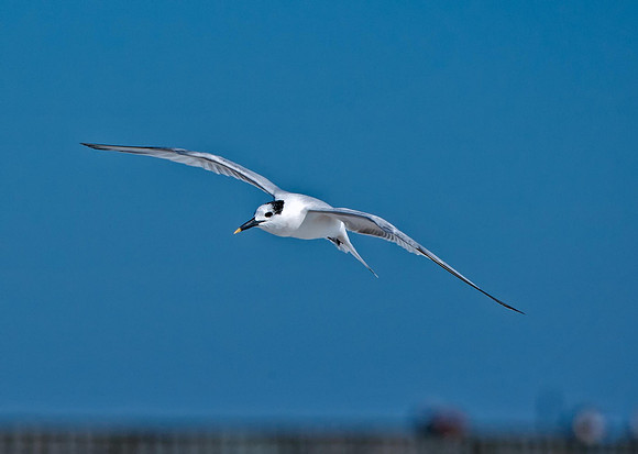 Sandwich Tern