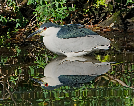 Black-crowned Night-heron