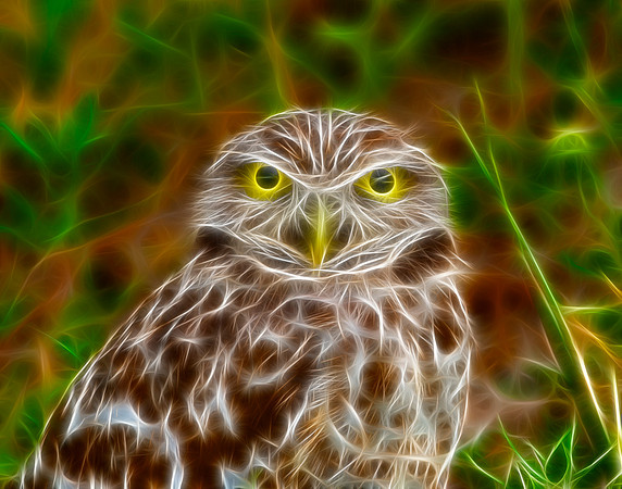 Burrowing Owl