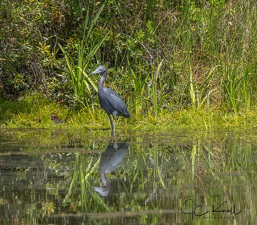 Little Blue Heron