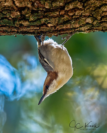 Brown-headed Nuthatch