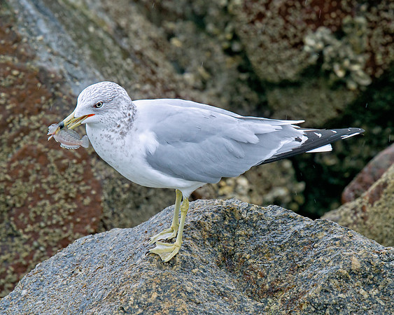 Ring-billed Gull