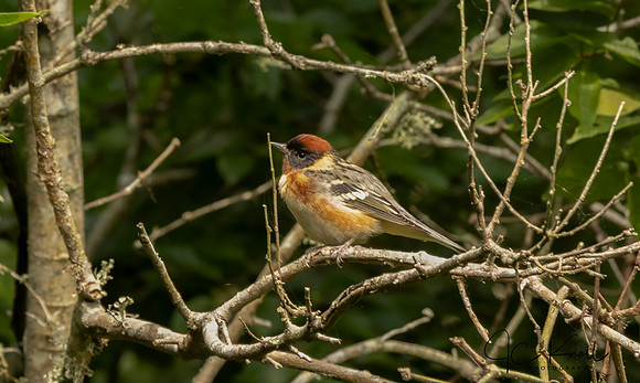 Bay-breasted Warbler