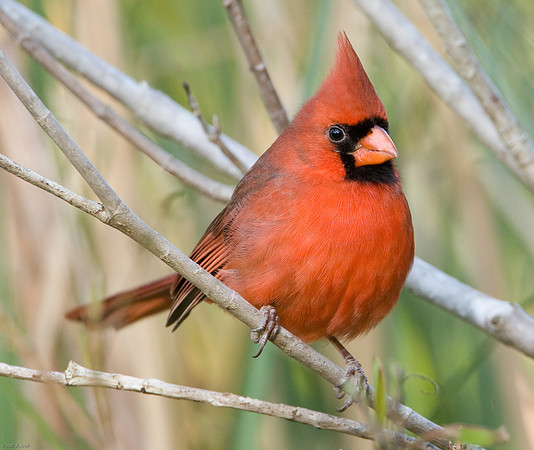 Northern Cardinal (M)