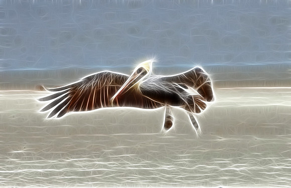 Brown Pelican