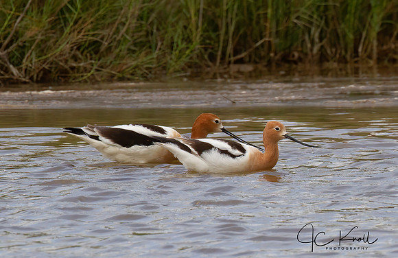American Avocets