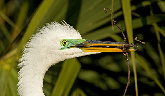 Great Egret