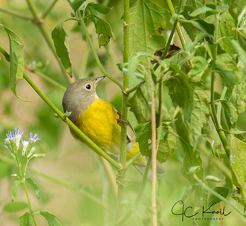 Nashville Warbler