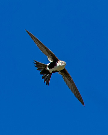 White-throated Swift