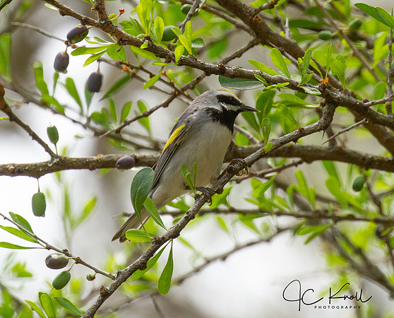 Golden-winged Warbler