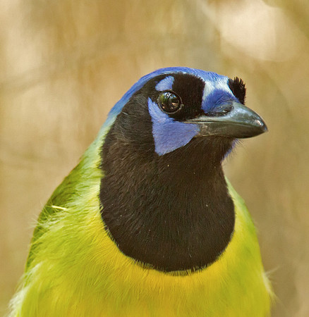 Green Jay