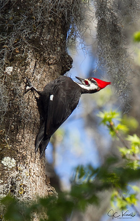 Pileated Woodpecker (M)