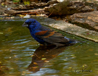 Blue Grosbeak (M)
