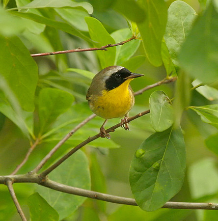 Common Yellowthroat