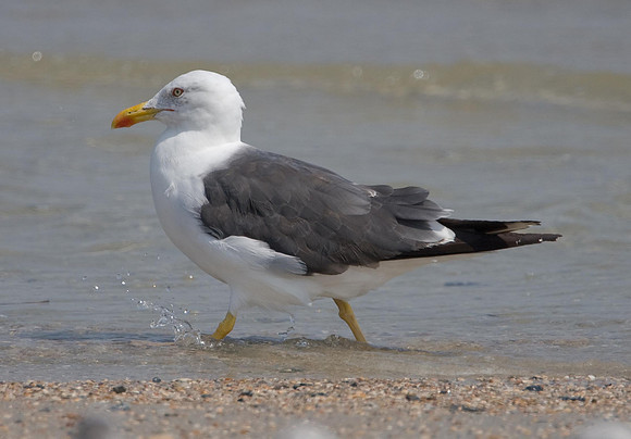 Lesser Black-backed Gull