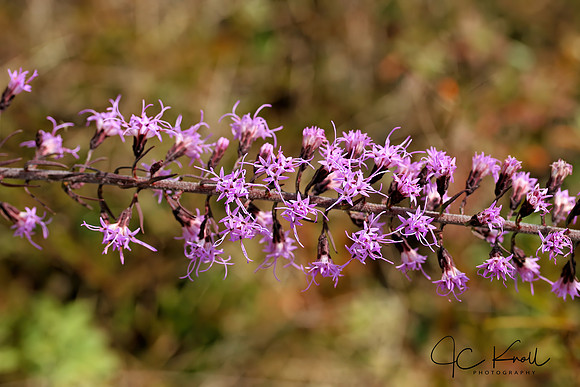 Dense Blazing Star