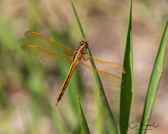 Golden-winged Skimmer