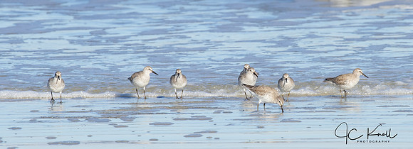 Red Knot