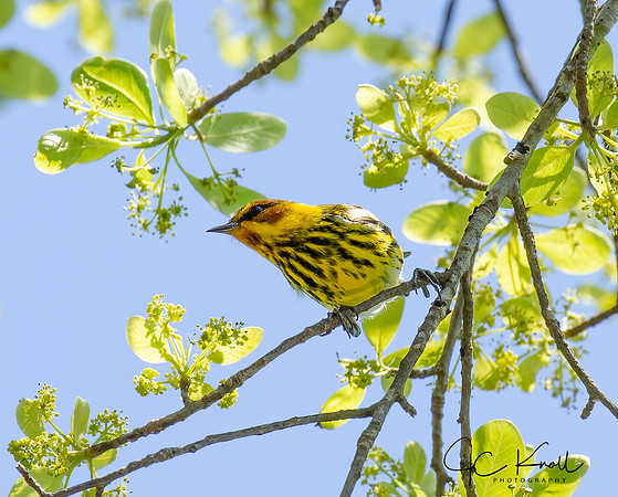 Cape May Warbler