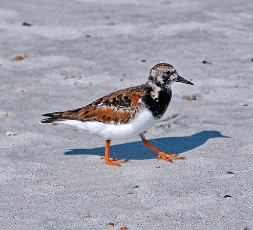 Ruddy Turnstone