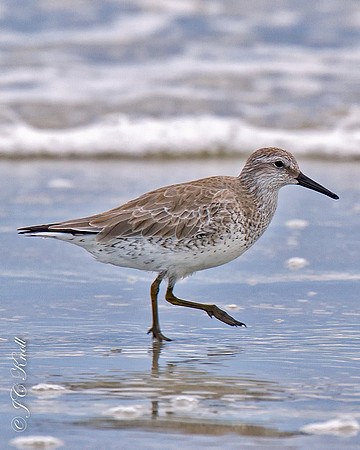 Red Knot