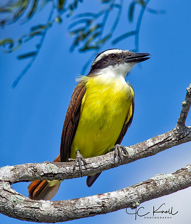 Great Kiskadee