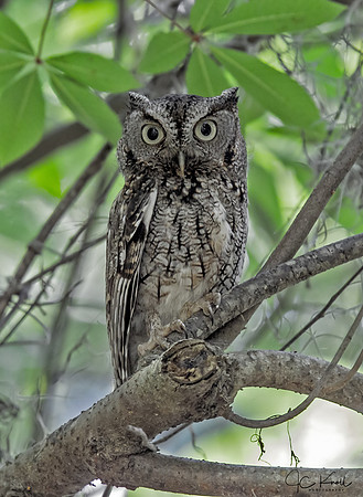 Eastern Screech-owl (Gray morph)