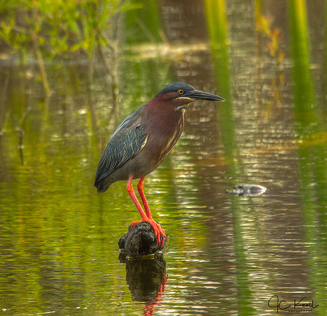 Green Heron