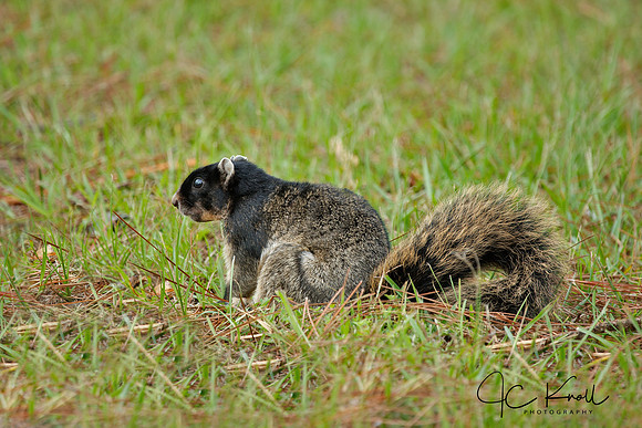 Eastern Fox Squirrel