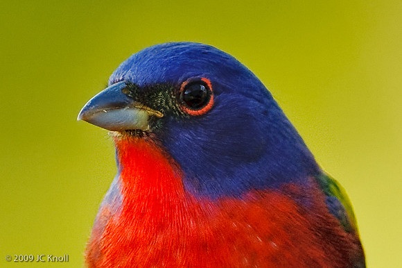 Painted Bunting (M)