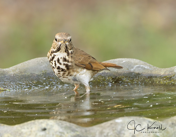 Hermit Thrush