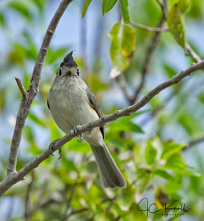 Black-crested Titmouse