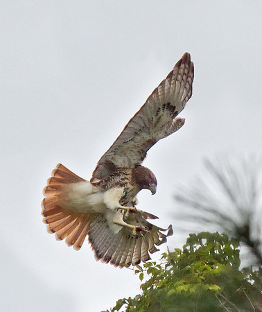 Red-tailed Hawk
