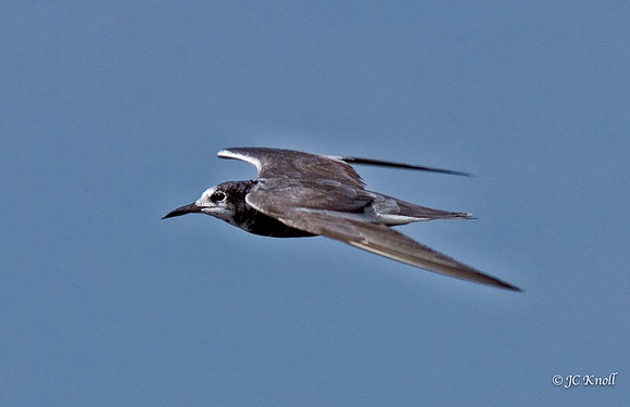 Black Tern