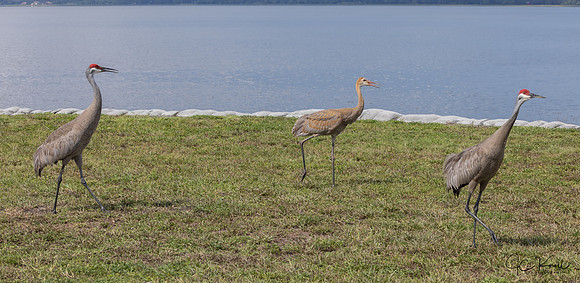 Sandhill Crane