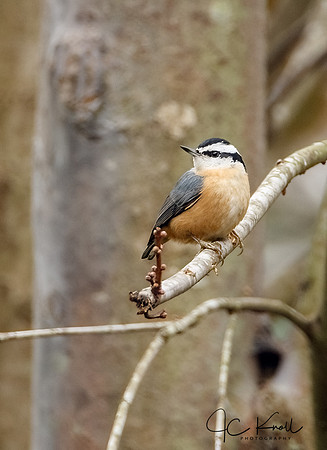 Red-breasted Nuthatch