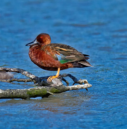 Cinnamon Teal
