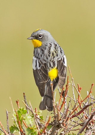 Yellow-rumped Warbler (Audubon's)