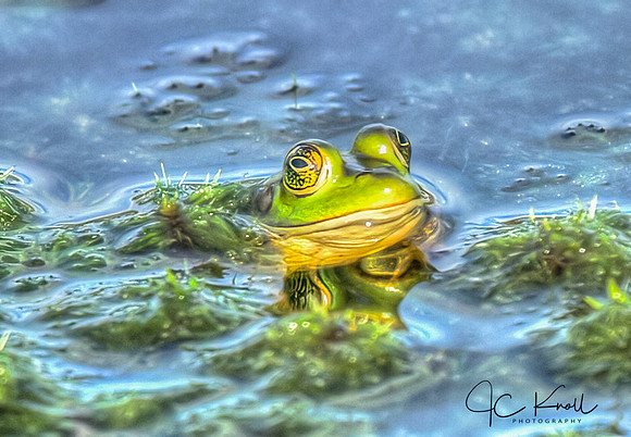 Pig Frog