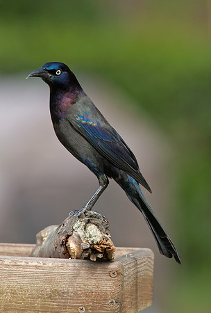 Common Grackle