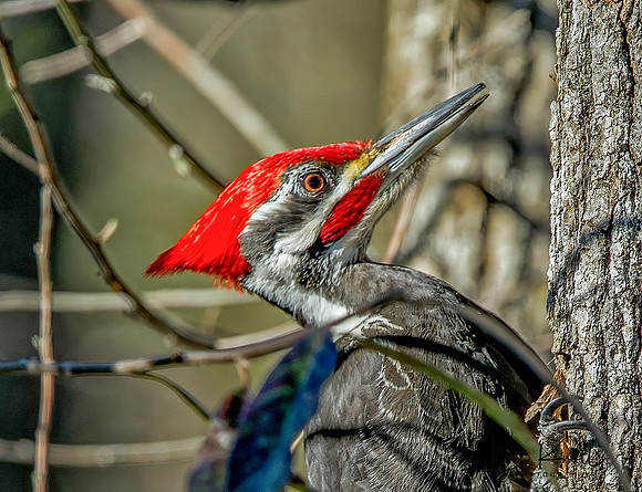 Pileated Woodpecker (M)