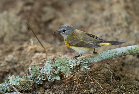 American Redstart (Juv M)